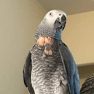 Yvons handsome july 2026.webp