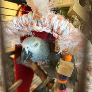 Yvons in cage_june 2026_1.webp