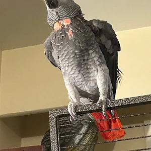Yvons finish flap_AUg 2026.webp