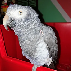 fenix 1.webp