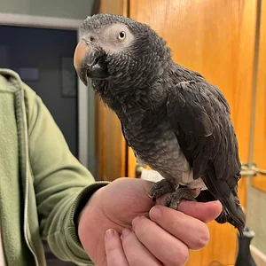 Fenix at the rescue