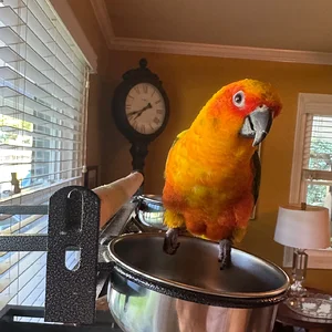 Walker, GA Conure