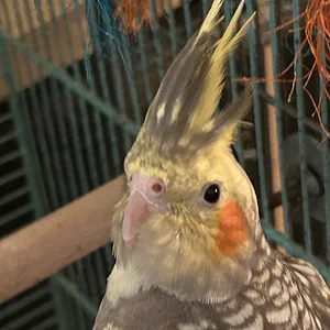 Quark being cute-alarmed_Oct 10-2026.webp