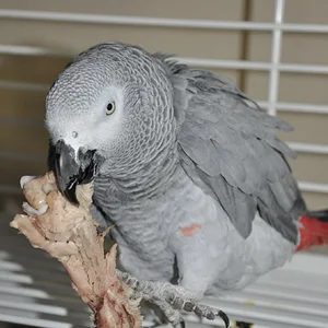 Jingles -turkey bone.webp