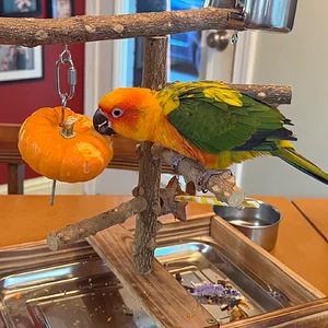 Getting ready for the fall, pumpkin and all!