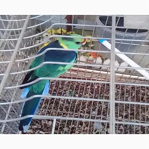 Parrot