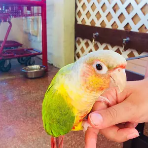 &#128037;  Comet The Dancing Conure &#127821;