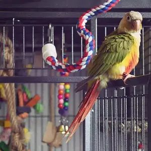 Rio - Male Pineapple Conure