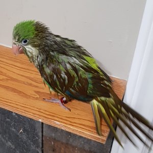 Soggy Pickle
