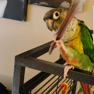 Loki
