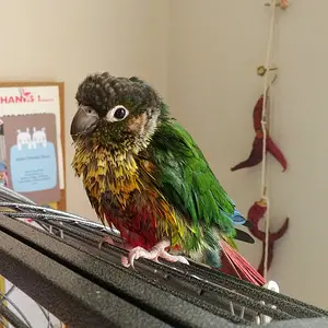 Gino