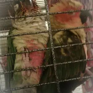 2 Conures