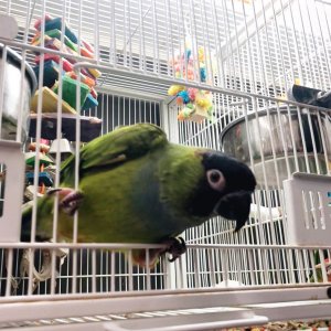 Nanday Conure