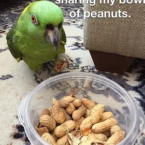 Lenny Peanuts