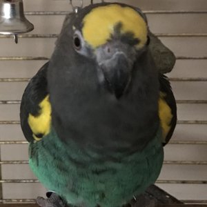 What Type Of Parrot Am I Please?