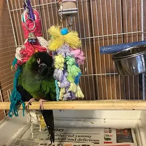My Nanday Conure-bandit