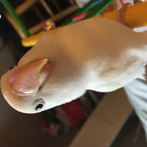 Loco Coco
