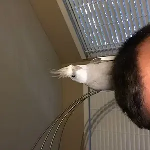 Wyatt On His Favorite Perch