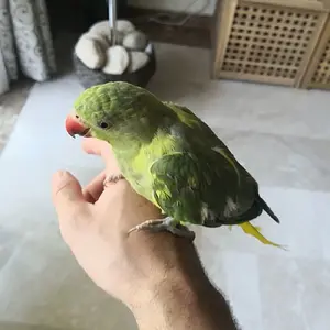Lucio 1