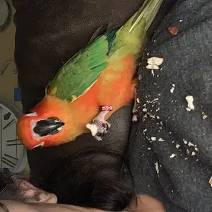 Pip The Conure