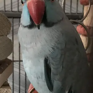 Luna
