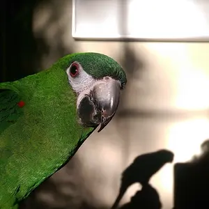 Verdi