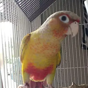 Lil P
