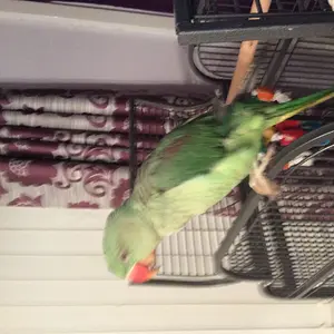 Feathers