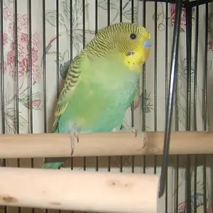 Oliver