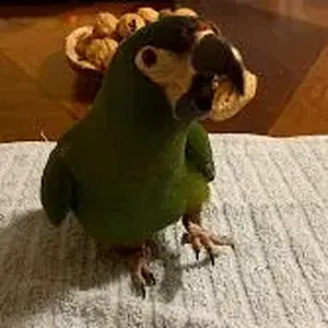 Tico