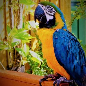 Eddie The Blue And Gold Macaw