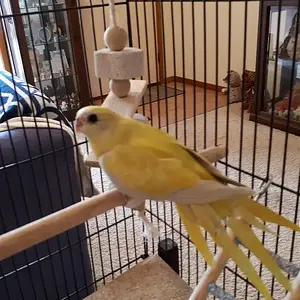 Turquoise Parakeet Grinchy