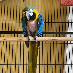 Jojo At Rescue