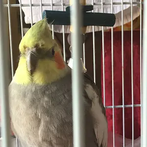 Pikachu, My Cockatiel