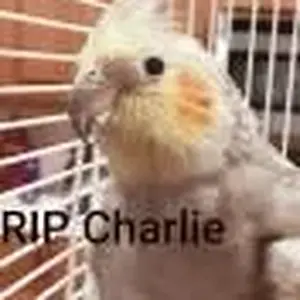 Charlie My Cockatiel