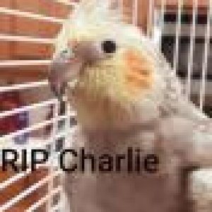 Charlie My Cockatiel