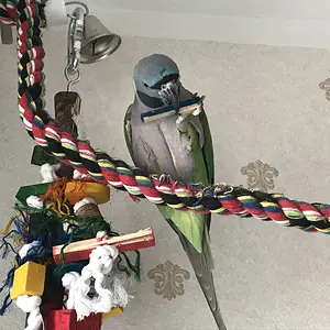 Toy Destroyer 5000