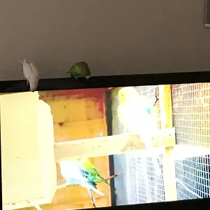 Budgies Naptime