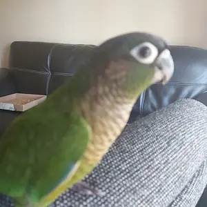 Read Description For Video