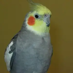 Wagner The Cockatiel And Jack The Corella