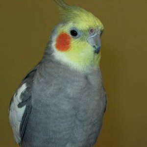 Wagner The Cockatiel And Jack The Corella