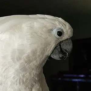 Cocoapuff, Umbrella Cockatoo