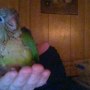 A Few Of My Birds
