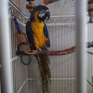 Orinoco The Pirate