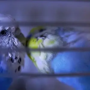 Behind the bars