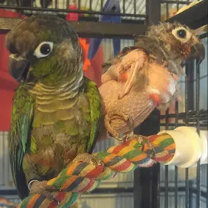 Phoe & Jax