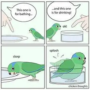 Media 'Too relatable' in category 'Budgies, Parakeets, and Cockatiels'
