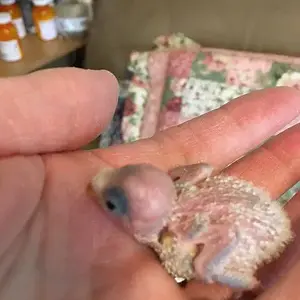 8-16 Tiny.JPG
