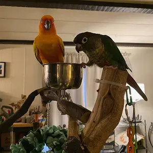 Baby & Tango