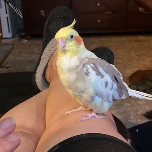 Screamer
